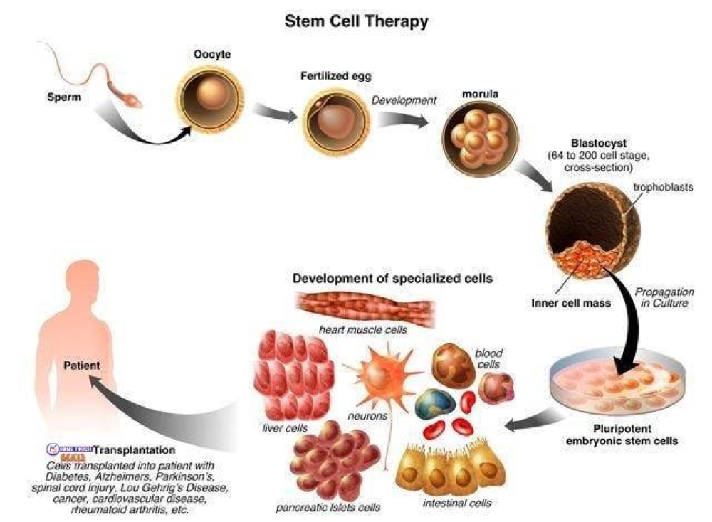 Exploring Stem Cells for Natural Healing https://hometouchmall.com